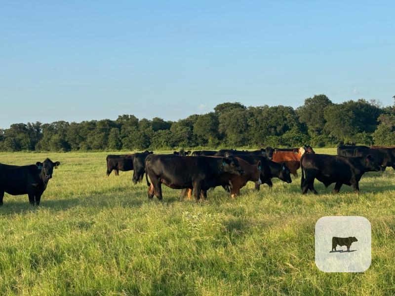 Cattle Range Listing Photo