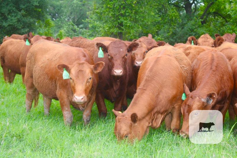 Cattle Range Listing Photo
