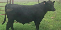 1 Reg. Angus Bull... North TX