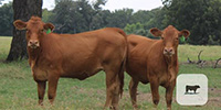 10 Red Angus Plus Open Replacement Heifers... Central TX