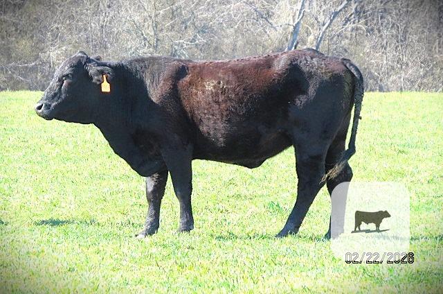 Cattle Range Listing Photo