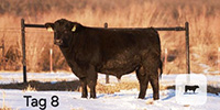 40 Reg. Angus Bulls... Southeast OK