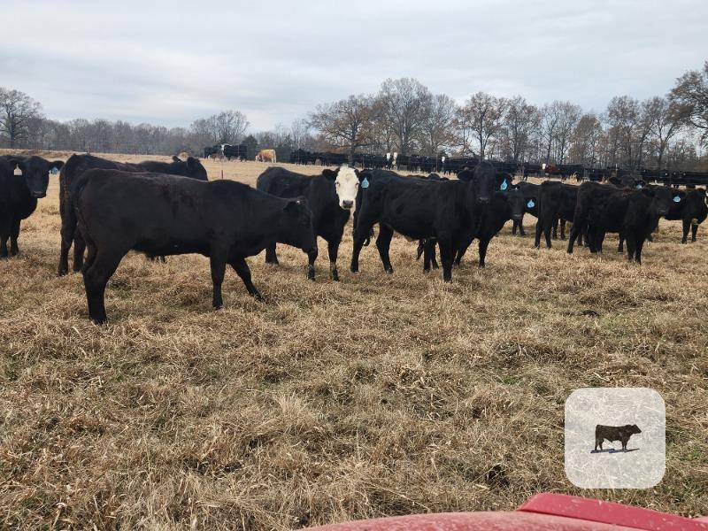 Cattle Range Listing Photo