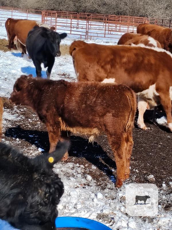 Cattle Range Listing Photo