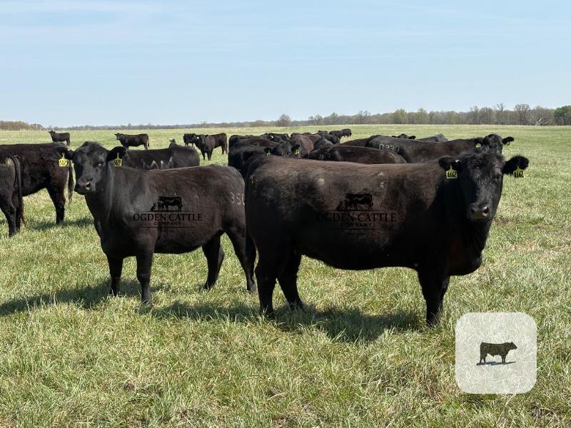 Cattle Range Listing Photo