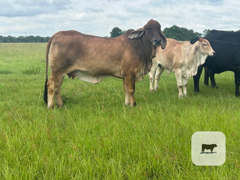 Cattle Range Listing Photo