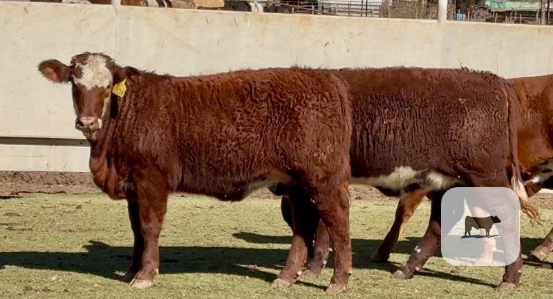 Cattle Range Listing Photo