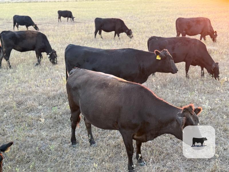 Cattle Range Listing Photo