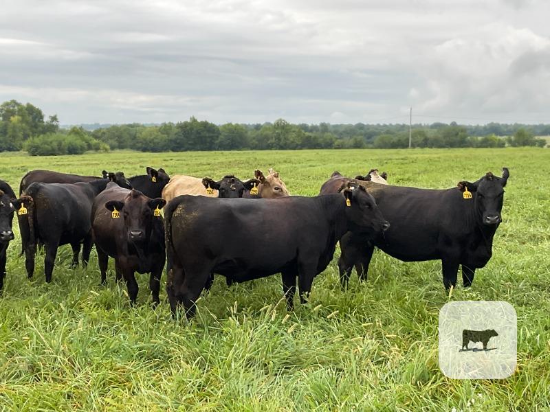 Cattle Range Listing Photo