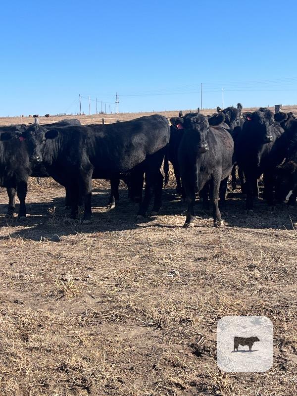 Cattle Range Listing Photo