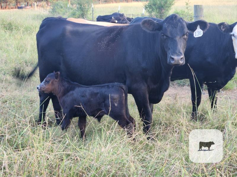 Cattle Range Listing Photo