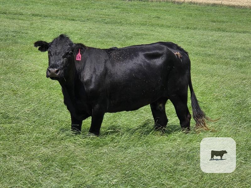 Cattle Range Listing Photo