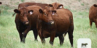 50 Red Angus Bred Heifers... N. Central TX