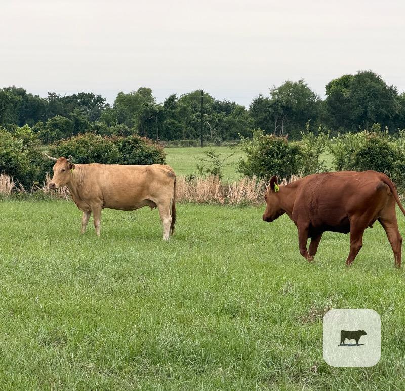 Cattle Range Listing Photo