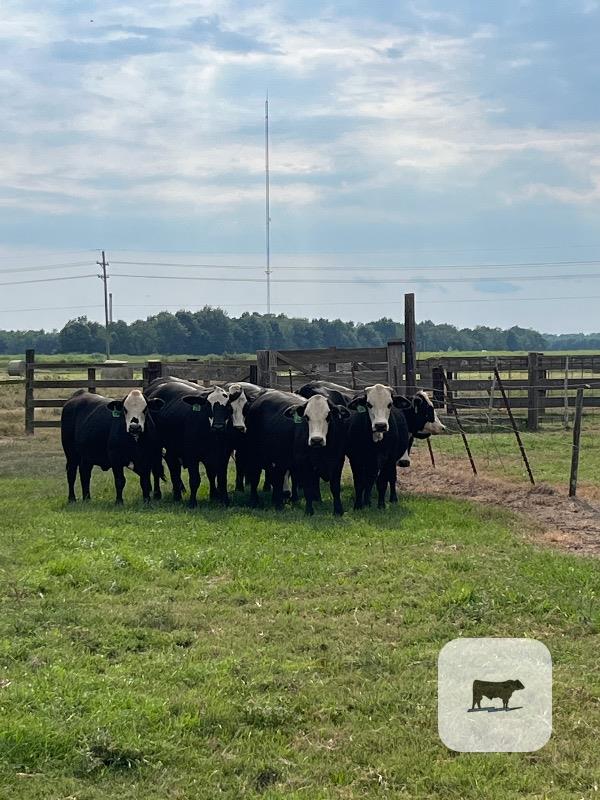 Cattle Range Listing Photo