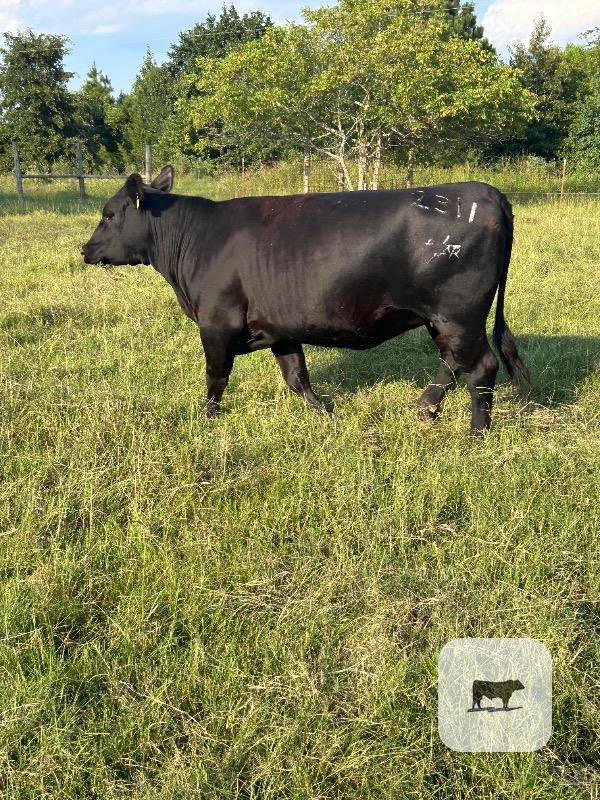 Cattle Range Listing Photo