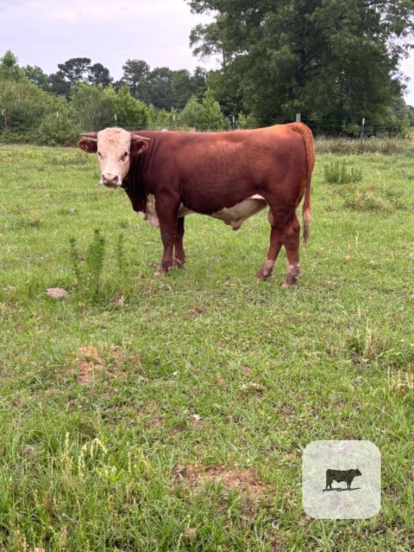 Cattle Range Listing Photo