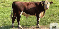 3 Reg. Hereford Bulls... N. Central AL