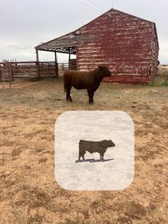 Cattle Range Listing Photo
