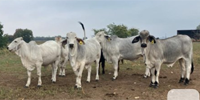 9 Reg. Brahman Rep. Heifers... S. Central TX