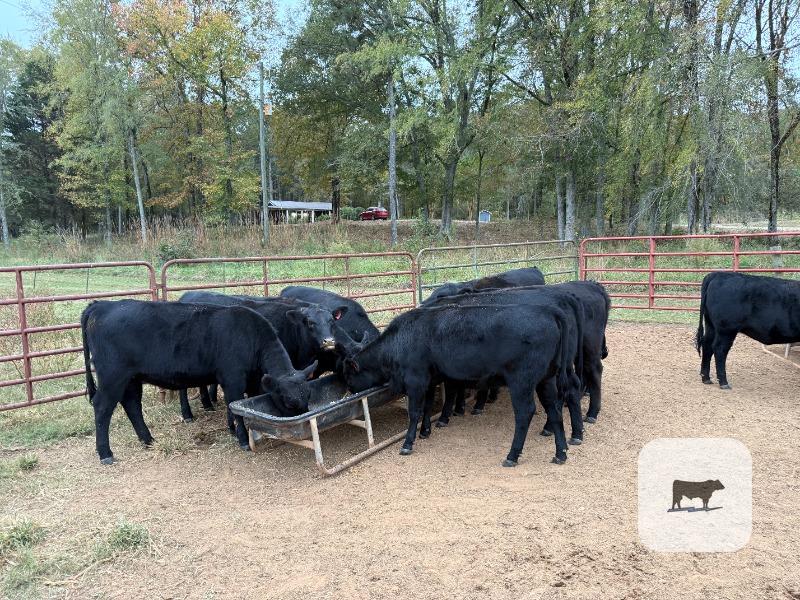 Cattle Range Listing Photo 3