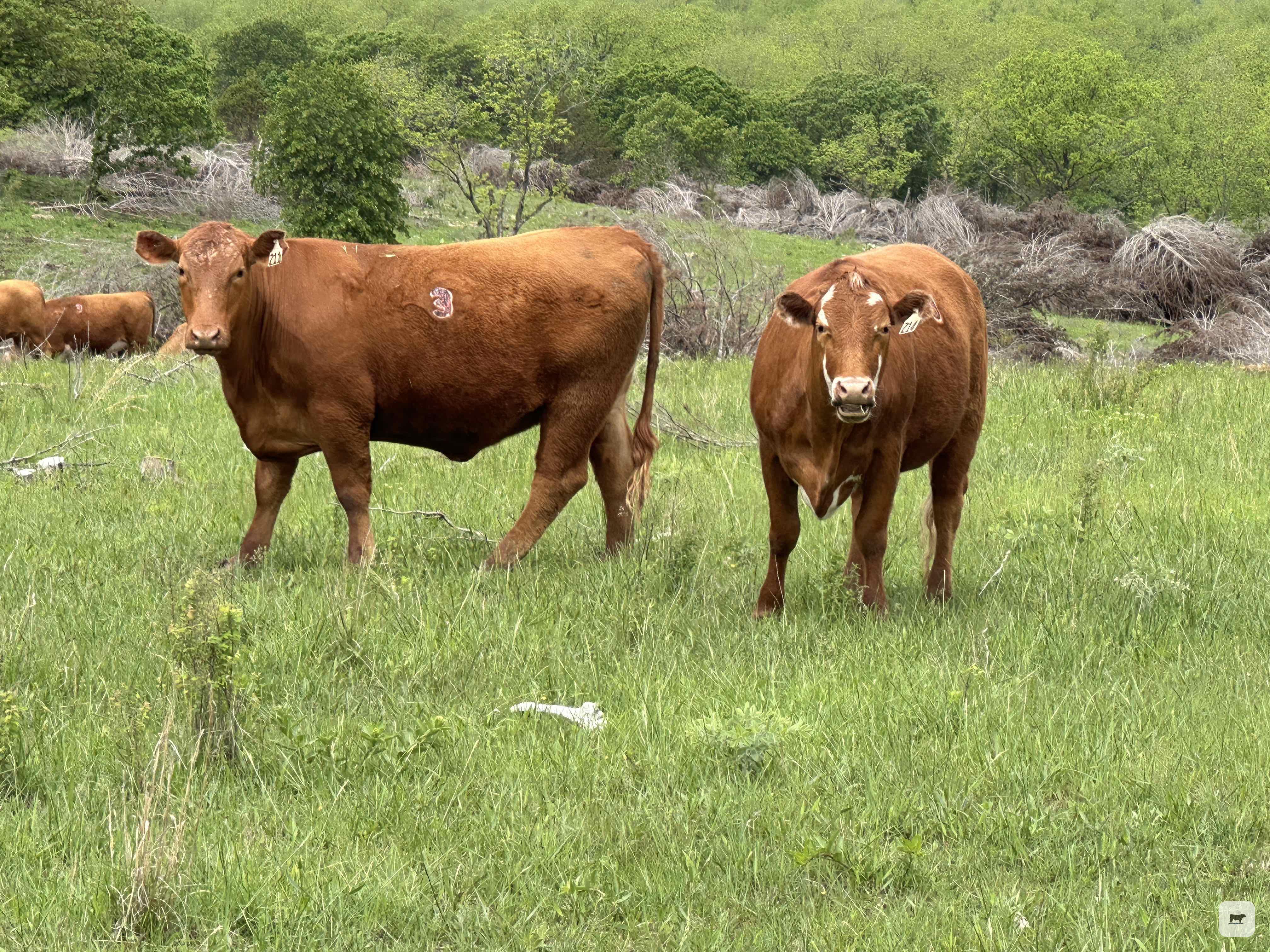Cattle Range Listing Photo