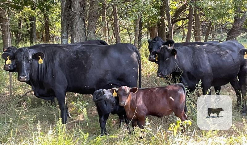 Cattle Range Listing Photo