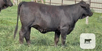 300 Brangus & Brangus Cross Rep. Heifers... Central TX