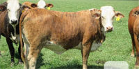 31 Braford/Tigerstripe Bred Heifers... Northeast LA