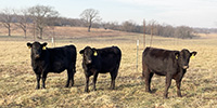 21 Angus, BWF & Red Bred Heifers... Southwest MO