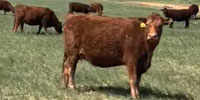 169	Angus & Red Angus Cows... Northwest OK