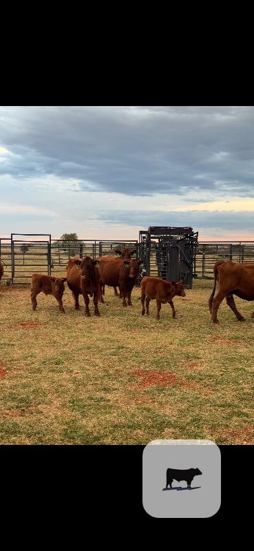 Cattle Range Listing Photo