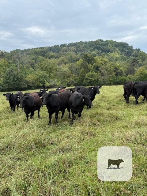 Cattle Range Listing Photo