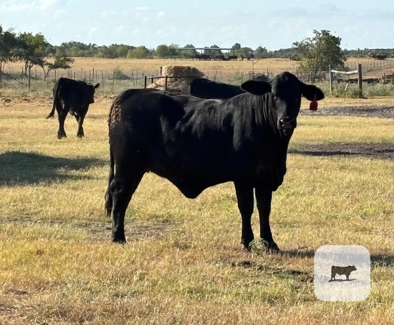 Cattle Range Listing Photo