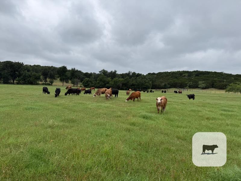Cattle Range Listing Photo