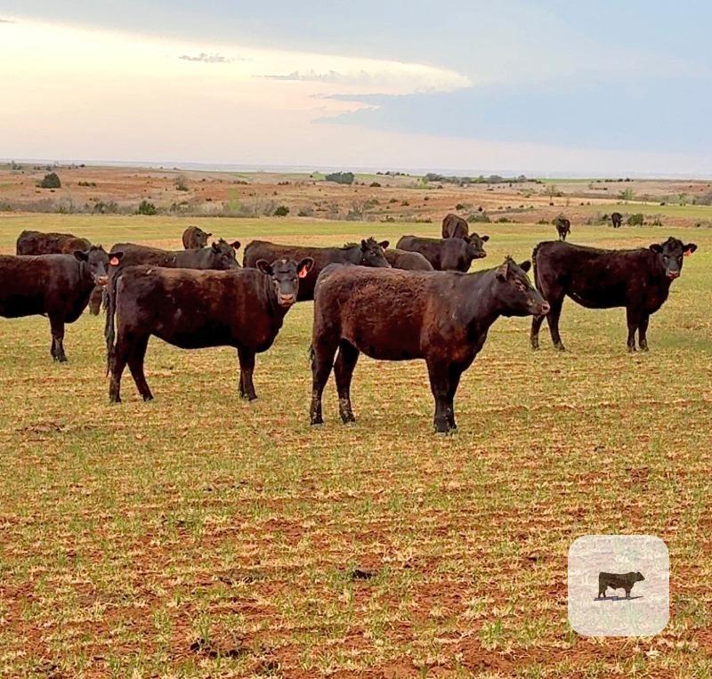 Cattle Range Listing Photo