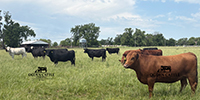 40 Angus, BWF, Red Angus, RWF & Charolais Cross Cows... Southwest MO