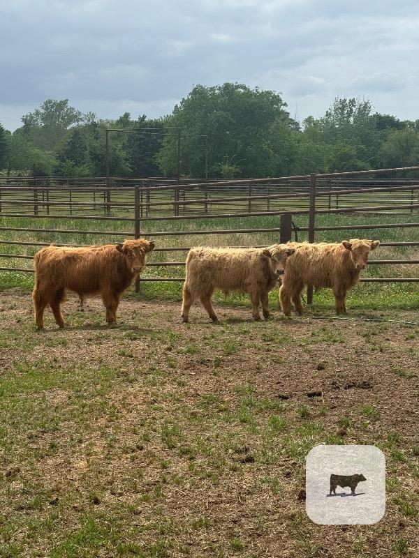 Cattle Range Listing Photo