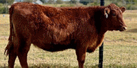 1 Reg. Red Angus Rep. Heifer... S. Central TX