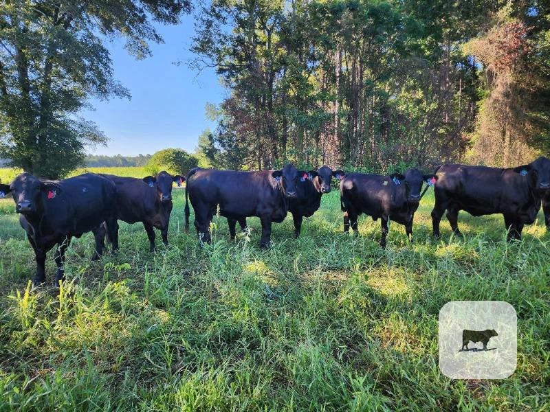 Cattle Range Listing Photo
