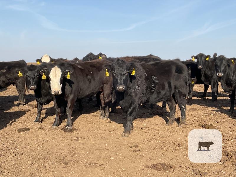 Cattle Range Listing Photo