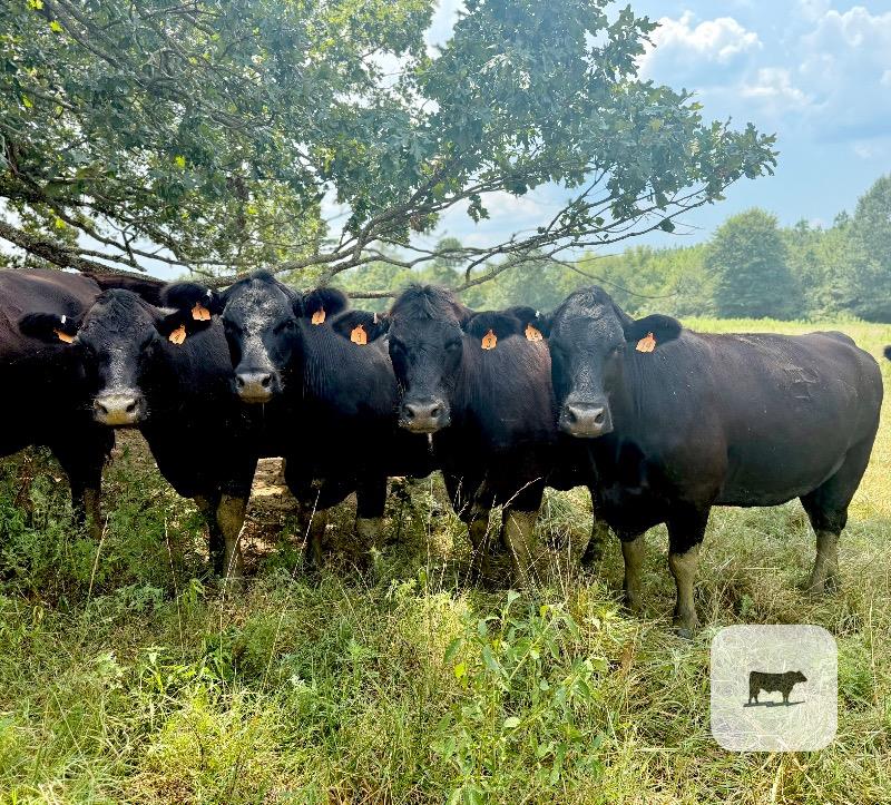 Cattle Range Listing Photo