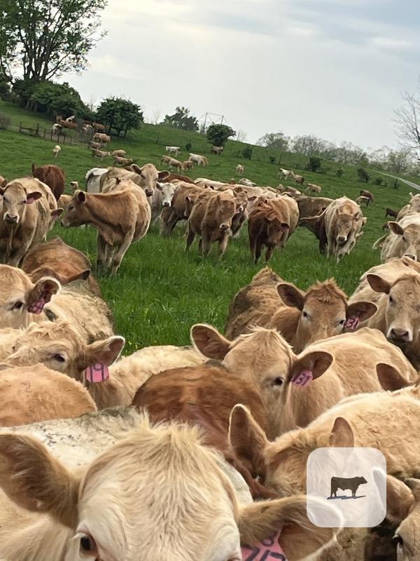 Cattle Range Listing Photo