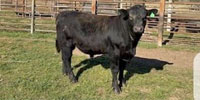 3 Reg. Angus Bulls... East TX