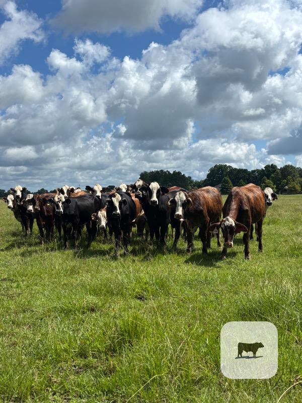 Cattle Range Listing Photo