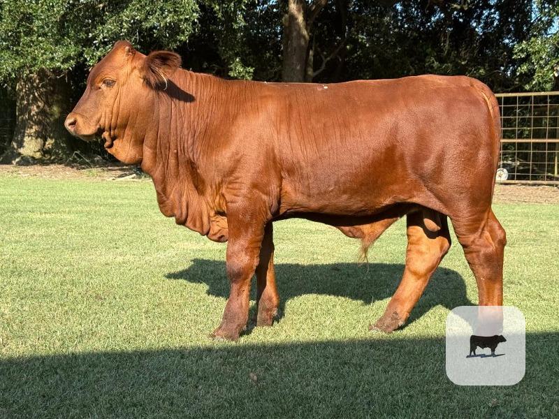 Cattle Range Listing Photo