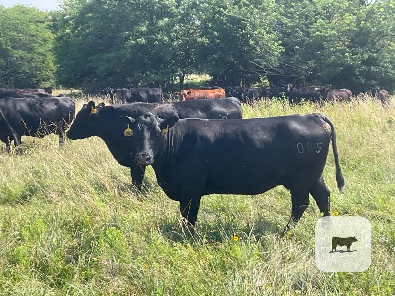 Cattle Range Listing Photo