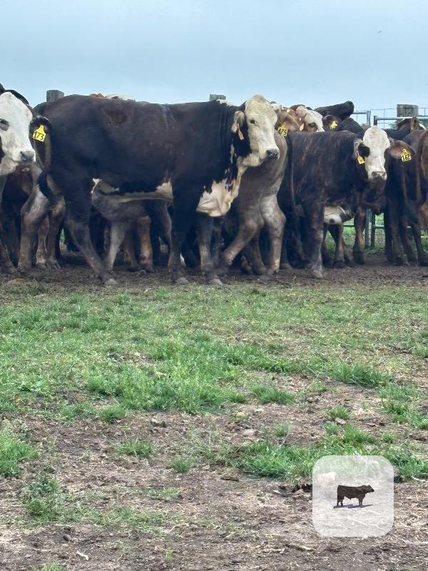 Cattle Range Listing Photo