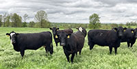 40 Angus & BWF Cows... Southwest MO