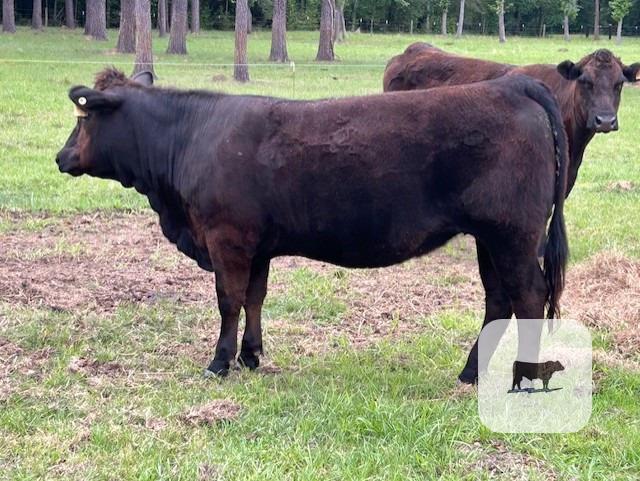 Cattle Range Listing Photo